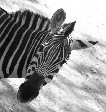 Burchell 'in zebrası ovaların güneyinde yaşayan bir zebra türüdür. Adını İngiliz kaşif William John Burchell 'dan almıştır. Yaygın isimler arasında bontequagga, Damara zebra ve Zululand zebrası yer almaktadır. 