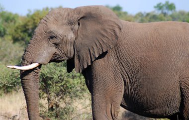 Kruger Ulusal Parkı 'ndaki Fil Vahşi Yaşam Safarisi, Güney Afrika' nın ana seyahat noktası..