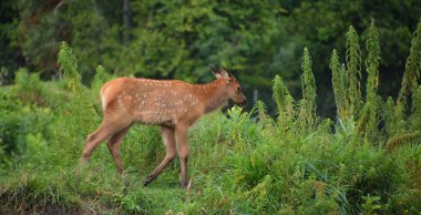 Geyik, geyik familyasının Cervidae familyasındaki en büyük ve Kuzey Amerika ve Doğu Asya 'daki en büyük kara memelilerinden biridir..