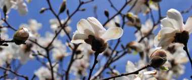 Baharda manolya çiçekleri