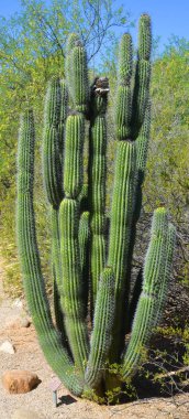 Saguaro (