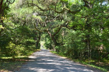 İspanyol yosunlu ağaçlar (Tillandsia usneoides), genellikle Pleasant Dağı 'ndaki Boone Hall Çiftliği' nde tropikal ve subtropikal iklimlerde yetişen epifiz çiçekli bir bitkidir.