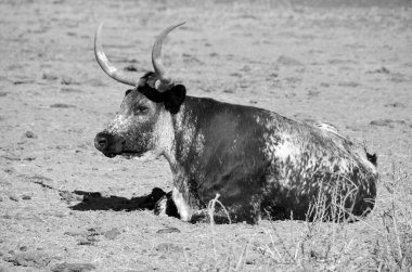 Texas Longhorn, boynuzlarıyla bilinen bir sığır türüdür ve 2,1 metreye kadar uzayabilir.). 