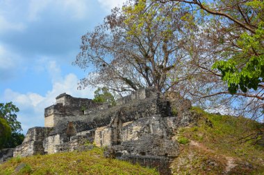 TIKAL, GUATEMALA MAYIS 03 2016: Guatemala Tikal Ulusal Parkı 'ndaki Kolomb öncesi Maya uygarlığının arkeolojik alanı 1979' dan beri UNESCO Dünya Mirası Alanı 'dır.