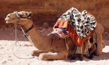 Deve Yaklaş. Camelus dromedarius Orta Doğu 'da kullanılan hörgüçlü bir deve. Develer Petra Jordan 'da gezmek, bir şeyler taşımak ve turistleri taşımak için kullanılır.