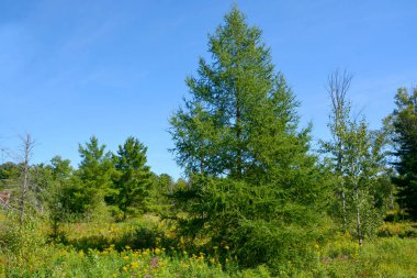 Quebec Eyaleti Kanada 'da yaz manzarası