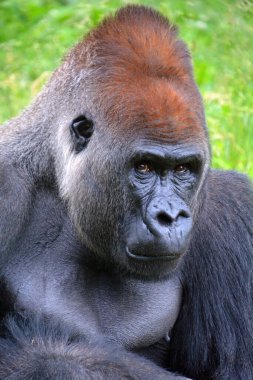 Goriller, Orta Afrika ormanlarında yaşayan, çoğunlukla otobur maymunlardır. Gorillerin DNA 'sı insanlarınkine çok benzer,% 9599 oranında.  