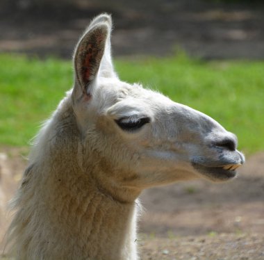 Lama (Lama glama), Andean kültürleri tarafından İspanyol öncesi dönemlerden beri et ve yük hayvanı olarak yaygın olarak kullanılan Güney Amerika kamelyasıdır..