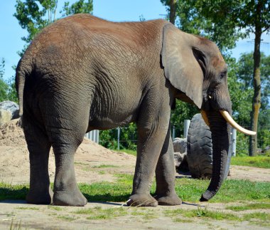 Afrika filleri Loxodonta cinsinin filleridir. Cins iki mevcut türe sahiptir: Afrika çalı fili, L. africana ve daha küçük Afrika orman fili.,