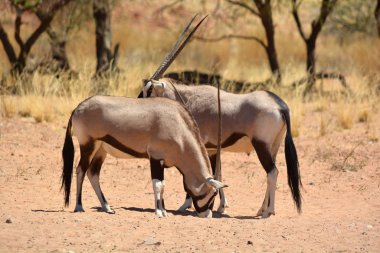Namib-Naukluft Ulusal Parkı (İngilizce: Gemsbock veya Jemsbuck) Namib-Naukluft Ulusal Parkı, Namib Çölü 'nün bir parçasıdır. 