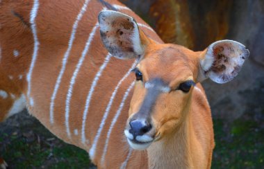 Nyala (Tragelaphus angasii), Güney Afrika 'da yaşayan bir sarmal boynuzlu antiloptur. Bovidae familyasından ve Nyala familyasından, Tragelaphus familyasından bir türdür..