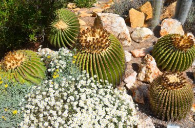 Echinocactus, kaktüsgiller (Cactoideae) familyasından bir kaktüs türü. Genel adı 