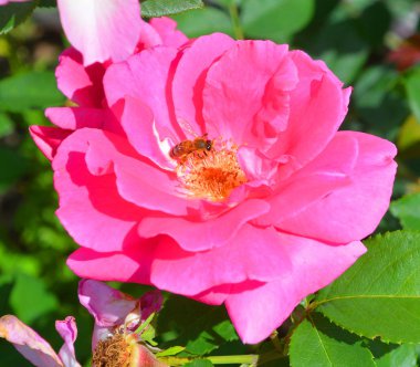 Gül, gülgiller (Rosaceae) familyasından, Rosa cinsinin uzun ömürlü bir çiçeğidir. Yüzden fazla tür ve binlerce tarla kuşu var.. 