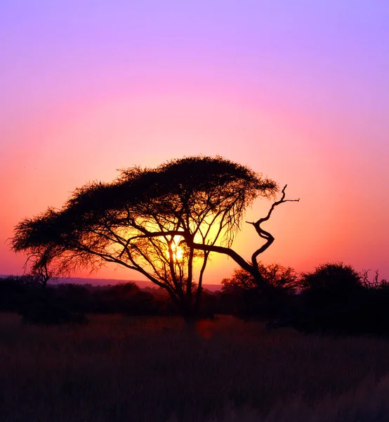 Kruger Park Taki Günbatımı Afrika Daki Büyük Oyun Rezervlerinden Biridir — Stok fotoğraf