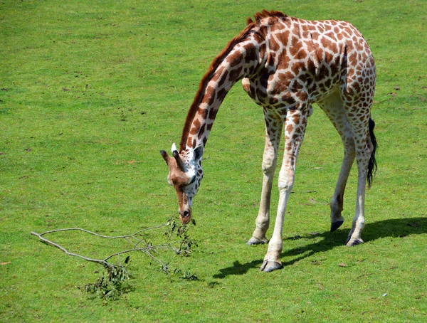 ราฟ Giraffa Camelopardalis ยงล วยนมท อธรรมดาในแอฟร กาซ งเป ยงล วยนมท — ภาพถ่ายสต็อก