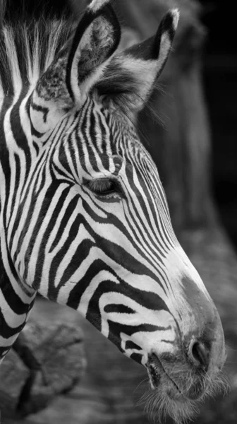 Zèbre Grevy Equus Grevyi Également Connu Sous Nom Zèbre Impérial — Photo