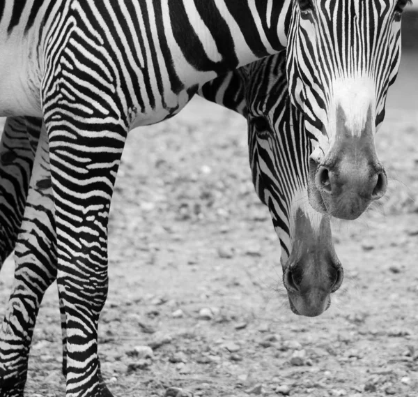 Зебра Греви Equus Grevyi Известная Императорская Зебра Является Самой Большой — стоковое фото