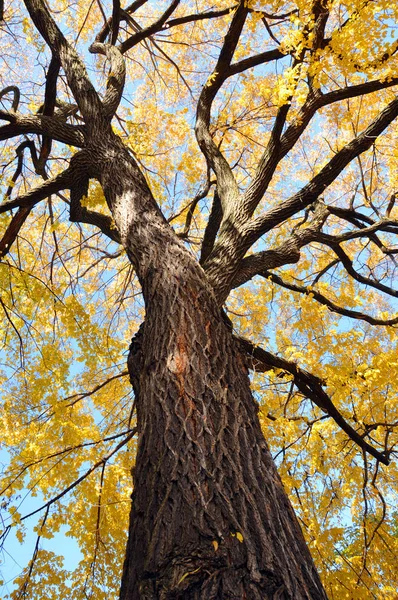 Otoño Parque — Foto de Stock