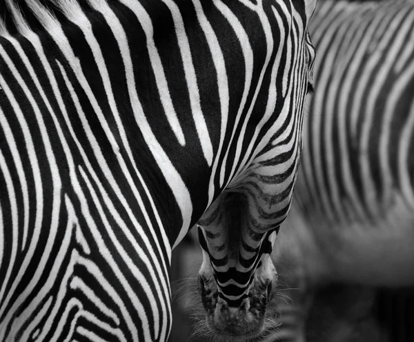 Das Grevy Zebra Equus Grevyi Auch Als Kaiserzebra Bekannt Ist — Stockfoto