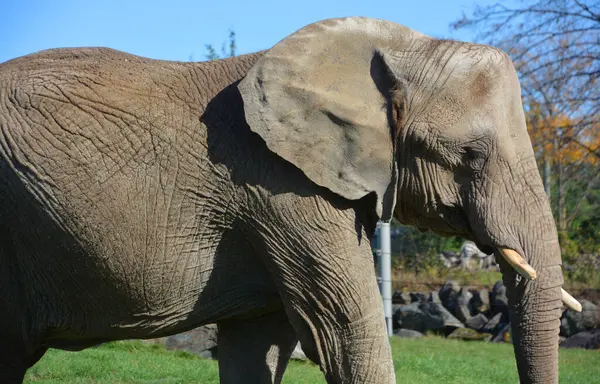 Gajah Adalah Mamalia Besar Dari Famili Elephantidae Dan Ordo Proboscidea — Stok Foto