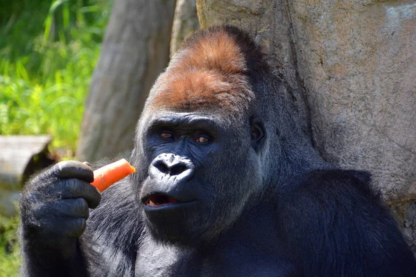 Gorillas Sind Die Größte Überlebende Primatenart Sind Bodenbewohnende Vorwiegend Pflanzenfressende — Stockfoto