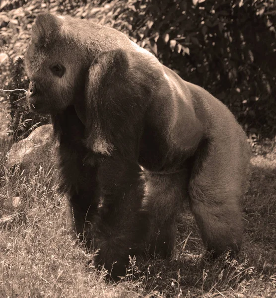 Silvergorillor Marklevande Främst Växtätande Apor Som Bebor Skogarna Centralafrika Dna — Stockfoto