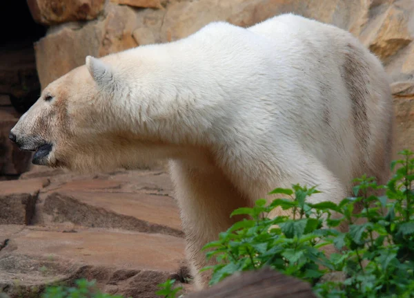 Білий Ведмідь Ursus Maritimus Ведмідь Який Мешкає Переважно Північному Полярному — стокове фото