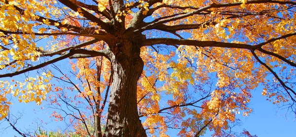 Fall Trees Leaves Brooklyn New York Estados Unidos — Foto de Stock