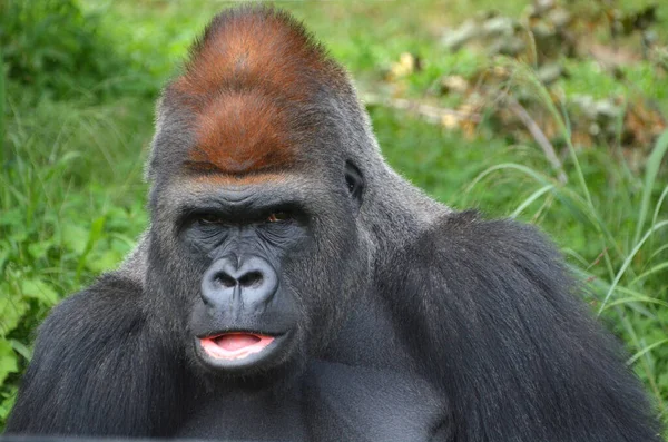 Las Gorilas Habitan Tierra Principalmente Simios Herbívoros Que Habitan Los — Foto de Stock