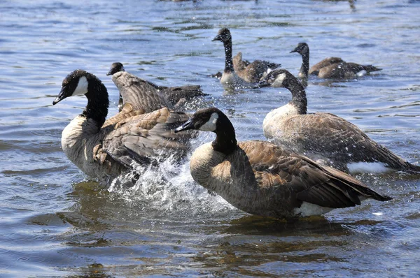 Enten Schwimmen Seewasser — Stockfoto