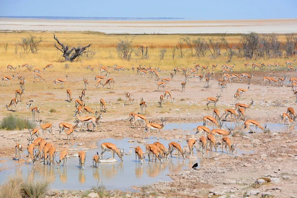 Ponto Água Thomson Gazelle Eudorcas Thomsonii Uma Das Gazelas Mais — Fotografia de Stock