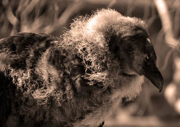 Andoki Kondor Vultur Gryphus Egy Dél Amerikai Madár Világ Keselyű — Stock Fotó