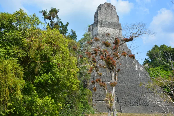 Tikal Guatemala Mayis 2016 Guatemala Tikal Ulusal Parkı Ndaki Kolomb — Stok fotoğraf