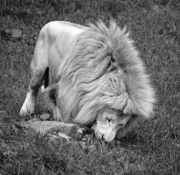 사자는 사자의 돌연변이이다 2009 사자의 무리가 처음으로 야생으로 모습을 드러낼 — 스톡 사진