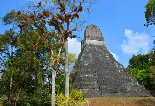 Tikal Guatemala Mayis 2016 Guatemala Tikal Ulusal Parkı Ndaki Kolomb — Stok fotoğraf