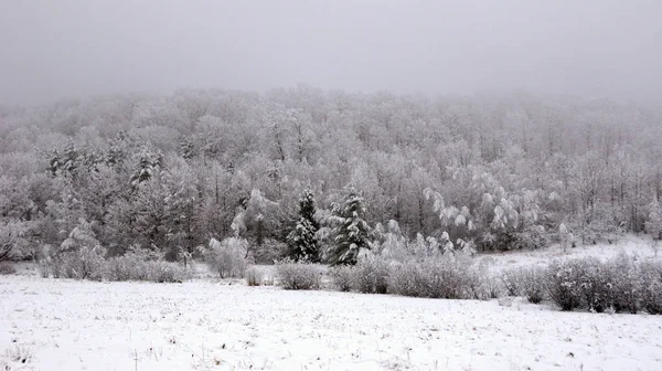 Árvores Inverno Neve — Fotografia de Stock