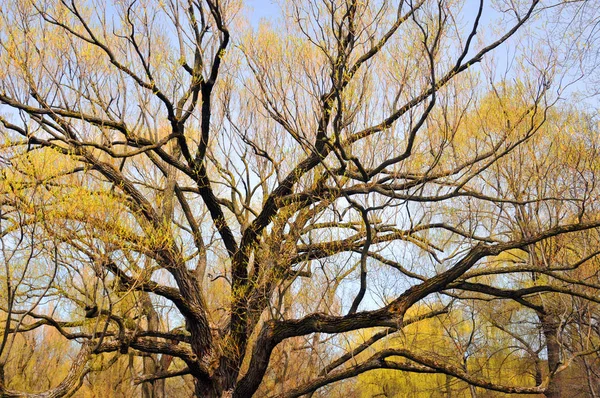 Aves Sonoriente Amarillo — Foto de Stock