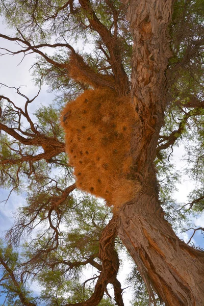 Árbol Bosque — Foto de Stock