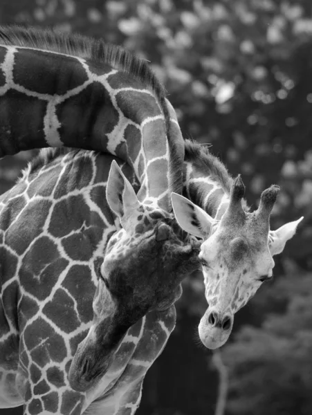 Girafe Giraffa Camelopardalis Est Mammifère Ongulé Doigts Pairs Africain Grand — Photo