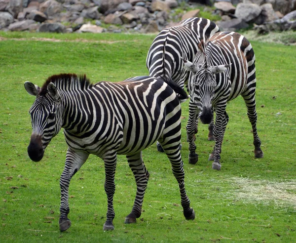 Zebras 是非洲的几种马科动物 它们因其独特的黑白相间的条纹而结合在一起 — 图库照片