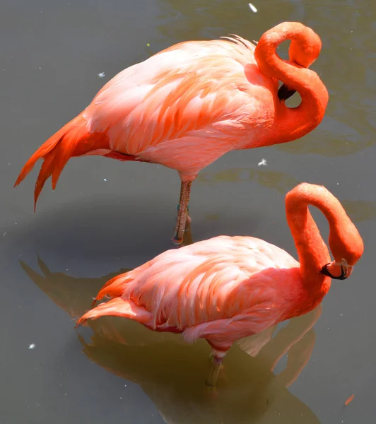 Flamingolar Veya Flamingolar Phoenicopteridae Familyasından Bir Kuş Türü Amerika Dört — Stok fotoğraf