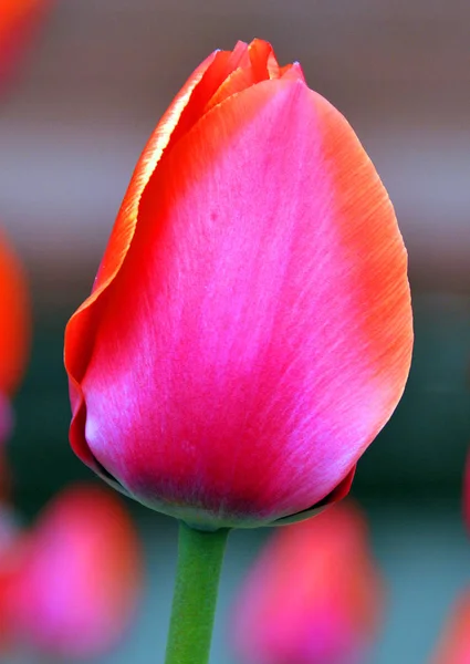 Tulpenblumen Garten — Stockfoto