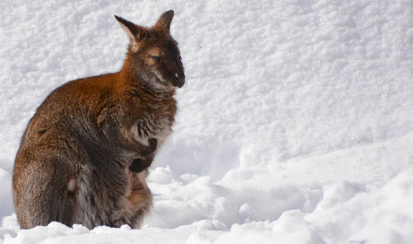 Inverno Wallaby Qualquer Animal Pertencente Família Macropodidae Que Menor Que — Fotografia de Stock