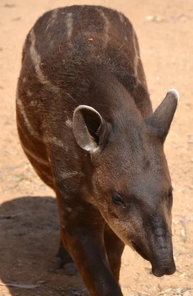 Zuid Amerikaanse Tapir Braziliaanse Tapi Laaglandtapir Anta Een Van Vijf — Stockfoto