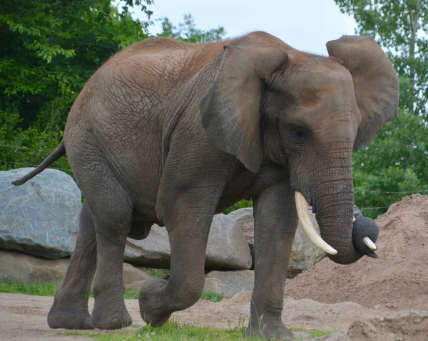 Los Elefantes Son Grandes Mamíferos Familia Elephantidae Del Orden Proboscidea — Foto de Stock