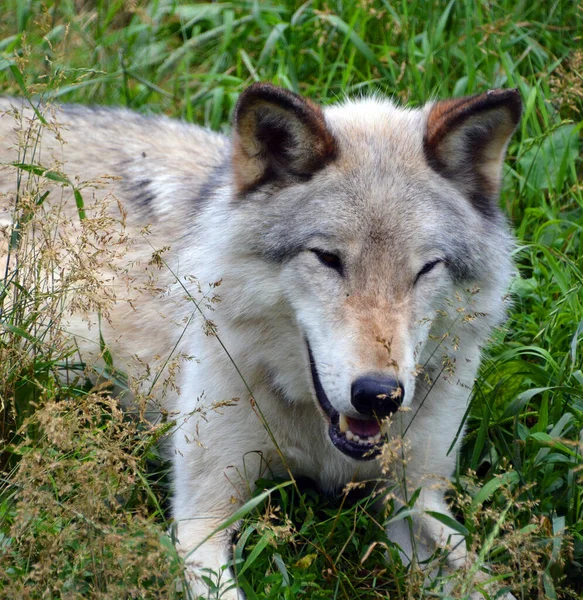 Gray Wolf Grey Wolf Canis Lupus Also Timber Western Wolf — Stock Photo, Image