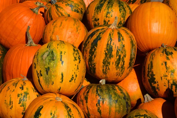 Freshly Picked Colorful Squash Display Farmers Market — Stock Photo, Image