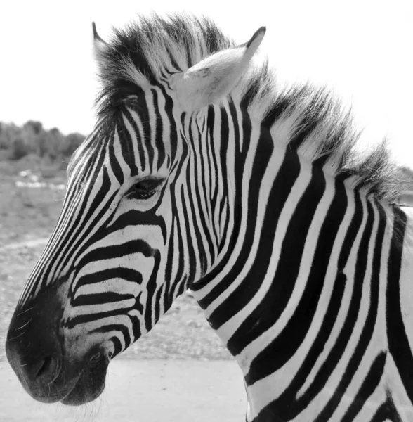 Close Zebras São Várias Espécies Equídeos Africanos Família Dos Cavalos — Fotografia de Stock