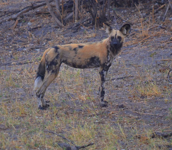 The African wild dog (Lycaon pictus), also known as African hunting dog, African painted dog, painted hunting dog or painted wolf, is a canid native to Sub-Saharan Africa.