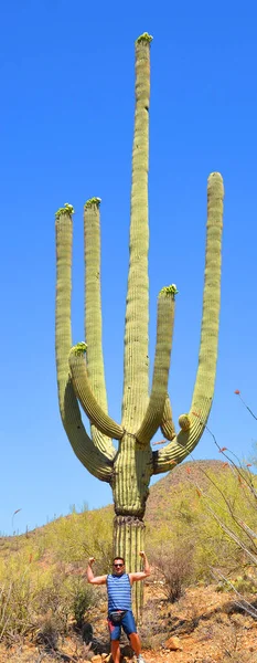 Národní Park Saguaro Národní Park Spojených Států Okrese Pima Tucson — Stock fotografie